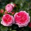'Modern Art'® Rosa X 'Modern Art'® (Storblomstrende) A-Kvalitet,- Barrods Roser Min. 3 Grene