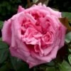 'Romina'® Rosa X 'Romina'® (Storblomstrende) A-Kvalitet,- Barrods Roser Min. 3 Grene