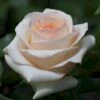 'Sally Kane' Rosa X 'Sally Kane' (Storblomstrende) A-Kvalitet,- Barrods Roser Min. 3 Grene