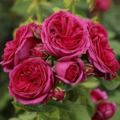 'Sophie Luise'® Rosa X 'Sophie Luise'® (Storblomstrende) A-Kvalitet,- Barrods Roser Min. 3 Grene -Sirius Butik p37631 53991 rosa x sophie luise storblomstrende ddef