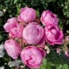 'Norwegian Girl' Rosa X 'Norwegian Girl' (buketrose) A-Kvalitet,- Barrods Roser Min. 3 Grene