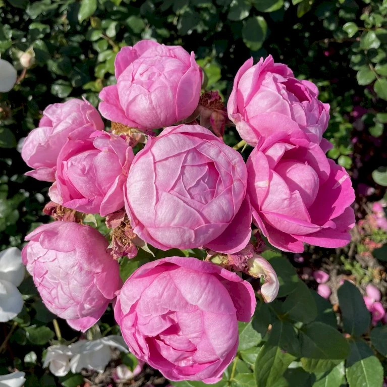 'Norwegian Girl' Rosa X 'Norwegian Girl' (buketrose) A-Kvalitet,- Barrods Roser Min. 3 Grene 1 'Norwegian Girl' Rosa X 'Norwegian Girl' (buketrose) A-Kvalitet,- Barrods Roser Min. 3 Grene