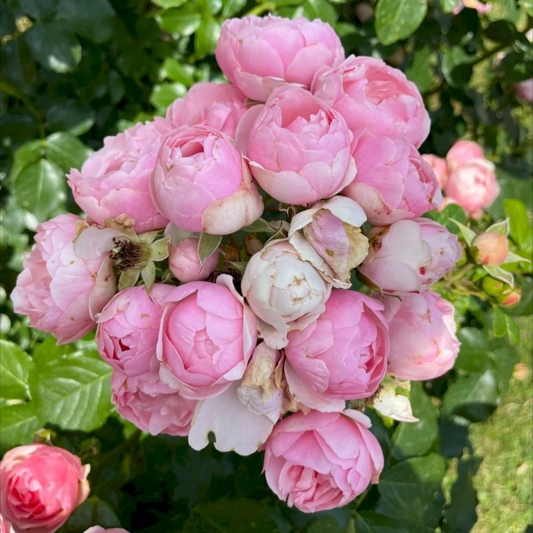 'Norwegian Girl' Rosa X 'Norwegian Girl' (buketrose) A-Kvalitet,- Barrods Roser Min. 3 Grene 3 'Norwegian Girl' Rosa X 'Norwegian Girl' (buketrose) A-Kvalitet,- Barrods Roser Min. 3 Grene - Billede 3