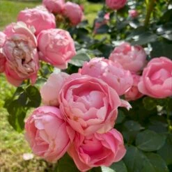'Norwegian Girl' Rosa X 'Norwegian Girl' (buketrose) A-Kvalitet,- Barrods Roser Min. 3 Grene 8 'Norwegian Girl' Rosa X 'Norwegian Girl' (buketrose) A-Kvalitet,- Barrods Roser Min. 3 Grene -Sirius Butik p37633 53461 rosa x norwegian girl miniature rose 5f15