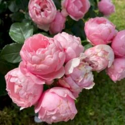 'Norwegian Girl' Rosa X 'Norwegian Girl' (buketrose) A-Kvalitet,- Barrods Roser Min. 3 Grene 9 'Norwegian Girl' Rosa X 'Norwegian Girl' (buketrose) A-Kvalitet,- Barrods Roser Min. 3 Grene -Sirius Butik p37633 53462 rosa x norwegian girl miniature rose dce7