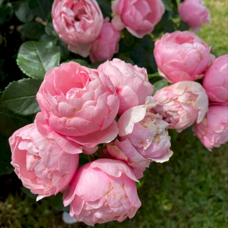 'Norwegian Girl' Rosa X 'Norwegian Girl' (buketrose) A-Kvalitet,- Barrods Roser Min. 3 Grene 5 'Norwegian Girl' Rosa X 'Norwegian Girl' (buketrose) A-Kvalitet,- Barrods Roser Min. 3 Grene - Billede 5
