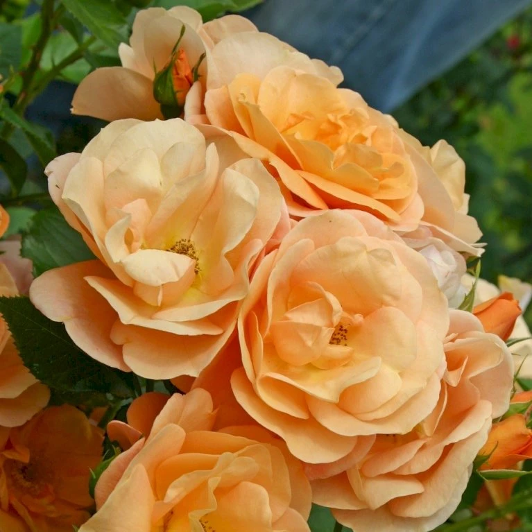 'Portoroz'® Rosa X 'Portoroz'® (Storblomstrende) A-Kvalitet,- Barrods Roser Min. 3 Grene 1 'Portoroz'® Rosa X 'Portoroz'® (Storblomstrende) A-Kvalitet,- Barrods Roser Min. 3 Grene