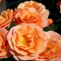 'Portoroz'® Rosa X 'Portoroz'® (Storblomstrende) A-Kvalitet,- Barrods Roser Min. 3 Grene 8 'Portoroz'® Rosa X 'Portoroz'® (Storblomstrende) A-Kvalitet,- Barrods Roser Min. 3 Grene -Sirius Butik p37634 53627 rosa x portoroz storblomstrende d732