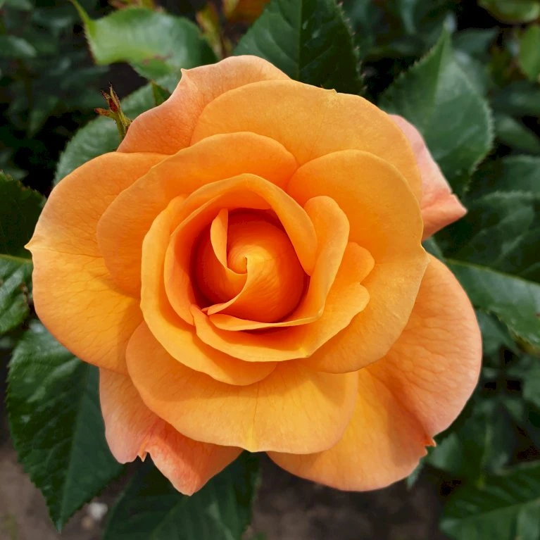 'Portoroz'® Rosa X 'Portoroz'® (Storblomstrende) A-Kvalitet,- Barrods Roser Min. 3 Grene 5 'Portoroz'® Rosa X 'Portoroz'® (Storblomstrende) A-Kvalitet,- Barrods Roser Min. 3 Grene - Billede 5