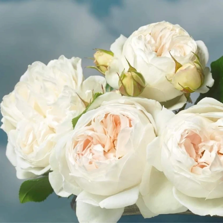 'Royal Viking'™ Rosa X 'Royal Viking'™ (Buketrose) A-Kvalitet,- Barrods Roser Min. 3 Grene 1 'Royal Viking'™ Rosa X 'Royal Viking'™ (Buketrose) A-Kvalitet,- Barrods Roser Min. 3 Grene