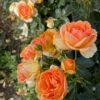 'Ulf Pilgaard'™ Rosa X 'Ulf Pilgaard'™ (Buketrose) A-Kvalitet,- Barrods Roser Min. 3 Grene