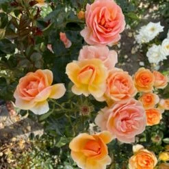 'Ulf Pilgaard'™ Rosa X 'Ulf Pilgaard'™ (Buketrose) A-Kvalitet,- Barrods Roser Min. 3 Grene -Sirius Butik p37637 53273 rosa x ulf pilgaard buketrose 75f5