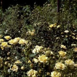 'Yellow Fairy'® Rosa X 'Yellow Fairy'® (Bunddækkende) A-Kvalitet,- Barrods Roser Min. 3 Grene -Sirius Butik p37638 51752 rosa x yellow fairy bunddaekkende bf23