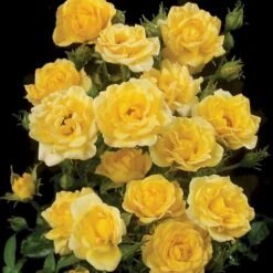 'Yellow Fairy'® Rosa X 'Yellow Fairy'® (Bunddækkende) A-Kvalitet,- Barrods Roser Min. 3 Grene -Sirius Butik p37638 51753 rosa x yellow fairy bunddaekkende 0617
