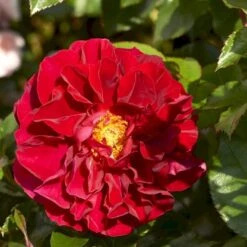 'Farruca'™ Rosa X 'Farruca'™ (Slyngrose) A-Kvalitet,- Barrods Roser Min. 3 Grene