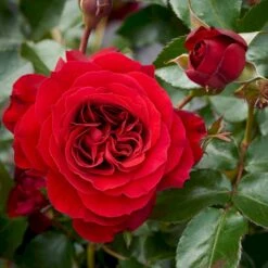'Farruca'™ Rosa X 'Farruca'™ (Slyngrose) A-Kvalitet,- Barrods Roser Min. 3 Grene -Sirius Butik p37639 52223 rosa x farruca slyngrose 0afc