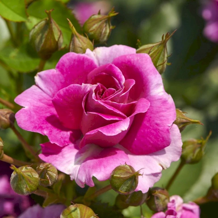 'Kolo'™ Rosa X 'Kolo'™ (Slyngrose) A-Kvalitet,- Barrods Roser Min. 3 Grene 3 'Kolo'™ Rosa X 'Kolo'™ (Slyngrose) A-Kvalitet,- Barrods Roser Min. 3 Grene - Billede 3