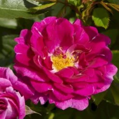 'Kolo'™ Rosa X 'Kolo'™ (Slyngrose) A-Kvalitet,- Barrods Roser Min. 3 Grene 11 'Kolo'™ Rosa X 'Kolo'™ (Slyngrose) A-Kvalitet,- Barrods Roser Min. 3 Grene -Sirius Butik p37640 52232 rosa x kolo slyngrose c6d8