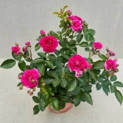 'Kolo'™ Rosa X 'Kolo'™ (Slyngrose) A-Kvalitet,- Barrods Roser Min. 3 Grene 12 'Kolo'™ Rosa X 'Kolo'™ (Slyngrose) A-Kvalitet,- Barrods Roser Min. 3 Grene -Sirius Butik p37640 52233 rosa x kolo slyngrose 5044