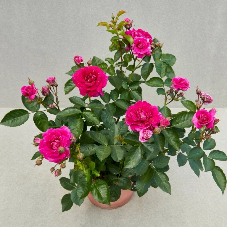 'Kolo'™ Rosa X 'Kolo'™ (Slyngrose) A-Kvalitet,- Barrods Roser Min. 3 Grene 5 'Kolo'™ Rosa X 'Kolo'™ (Slyngrose) A-Kvalitet,- Barrods Roser Min. 3 Grene - Billede 5