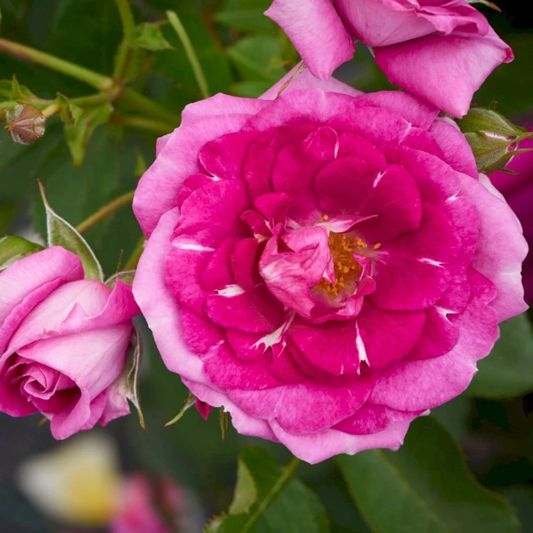 'Kolo'™ Rosa X 'Kolo'™ (Slyngrose) A-Kvalitet,- Barrods Roser Min. 3 Grene 6 'Kolo'™ Rosa X 'Kolo'™ (Slyngrose) A-Kvalitet,- Barrods Roser Min. 3 Grene - Billede 6