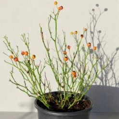 'Kolo'™ Rosa X 'Kolo'™ (Slyngrose) A-Kvalitet,- Barrods Roser Min. 3 Grene 14 'Kolo'™ Rosa X 'Kolo'™ (Slyngrose) A-Kvalitet,- Barrods Roser Min. 3 Grene -Sirius Butik p37640 52235 rosa x kolo slyngrose 0aa2