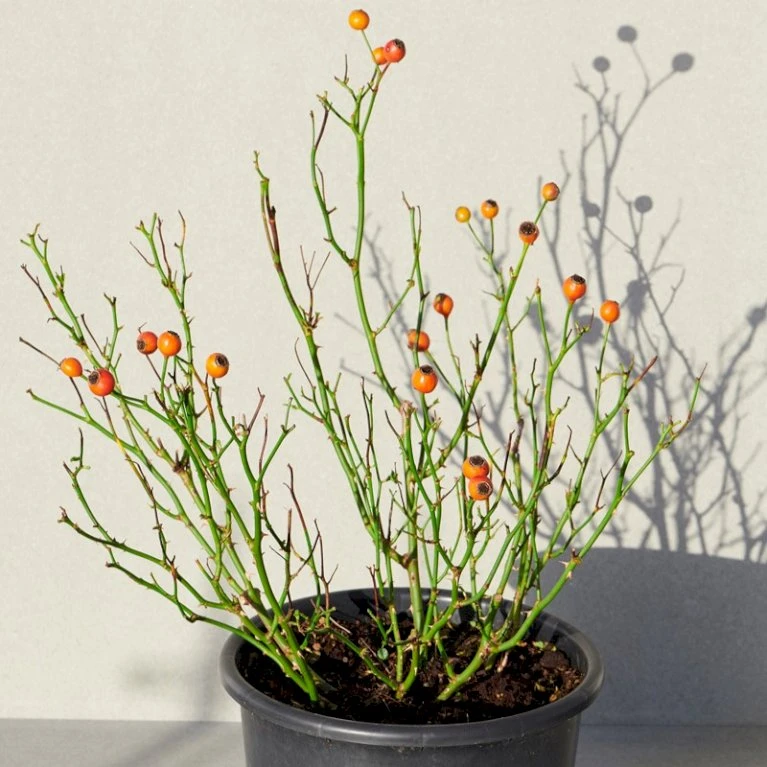 'Kolo'™ Rosa X 'Kolo'™ (Slyngrose) A-Kvalitet,- Barrods Roser Min. 3 Grene 7 'Kolo'™ Rosa X 'Kolo'™ (Slyngrose) A-Kvalitet,- Barrods Roser Min. 3 Grene - Billede 7