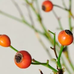 'Kolo'™ Rosa X 'Kolo'™ (Slyngrose) A-Kvalitet,- Barrods Roser Min. 3 Grene 15 'Kolo'™ Rosa X 'Kolo'™ (Slyngrose) A-Kvalitet,- Barrods Roser Min. 3 Grene -Sirius Butik p37640 52236 rosa x kolo slyngrose 0a0b