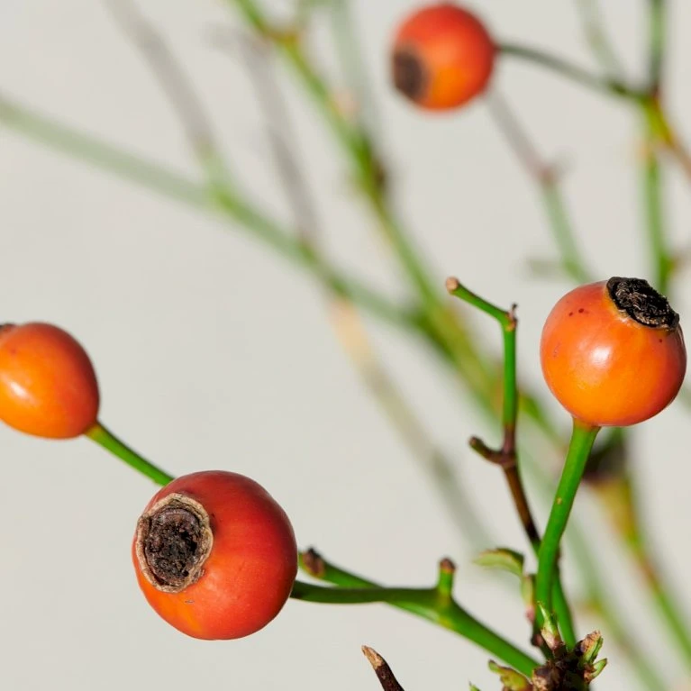 'Kolo'™ Rosa X 'Kolo'™ (Slyngrose) A-Kvalitet,- Barrods Roser Min. 3 Grene 8 'Kolo'™ Rosa X 'Kolo'™ (Slyngrose) A-Kvalitet,- Barrods Roser Min. 3 Grene - Billede 8