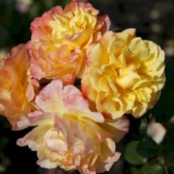 'Kordes Moonlight'® Rosa X 'Kordes Moonlight'® (Klatrerose) A-Kvalitet,- Barrods Roser Min. 3 Grene