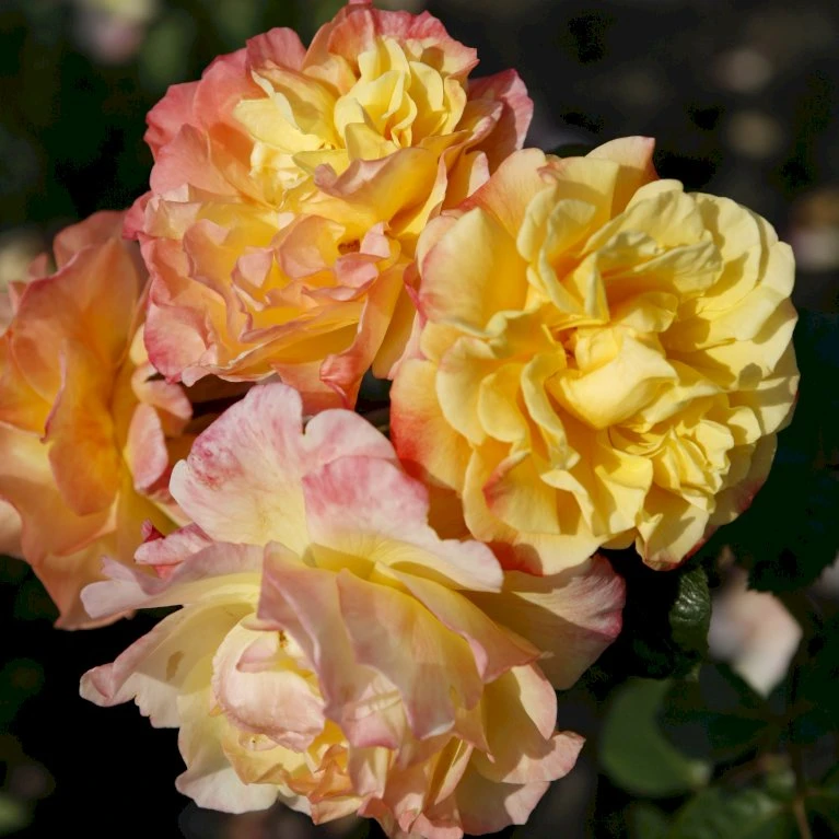 'Kordes Moonlight'® Rosa X 'Kordes Moonlight'® (Klatrerose) A-Kvalitet,- Barrods Roser Min. 3 Grene 1 'Kordes Moonlight'® Rosa X 'Kordes Moonlight'® (Klatrerose) A-Kvalitet,- Barrods Roser Min. 3 Grene