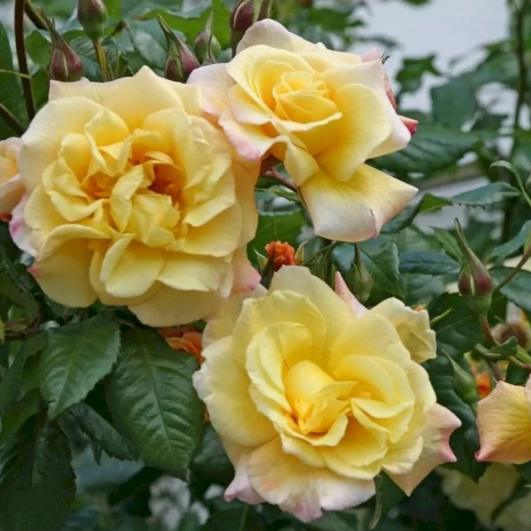 'Kordes Moonlight'® Rosa X 'Kordes Moonlight'® (Klatrerose) A-Kvalitet,- Barrods Roser Min. 3 Grene 3 'Kordes Moonlight'® Rosa X 'Kordes Moonlight'® (Klatrerose) A-Kvalitet,- Barrods Roser Min. 3 Grene - Billede 3