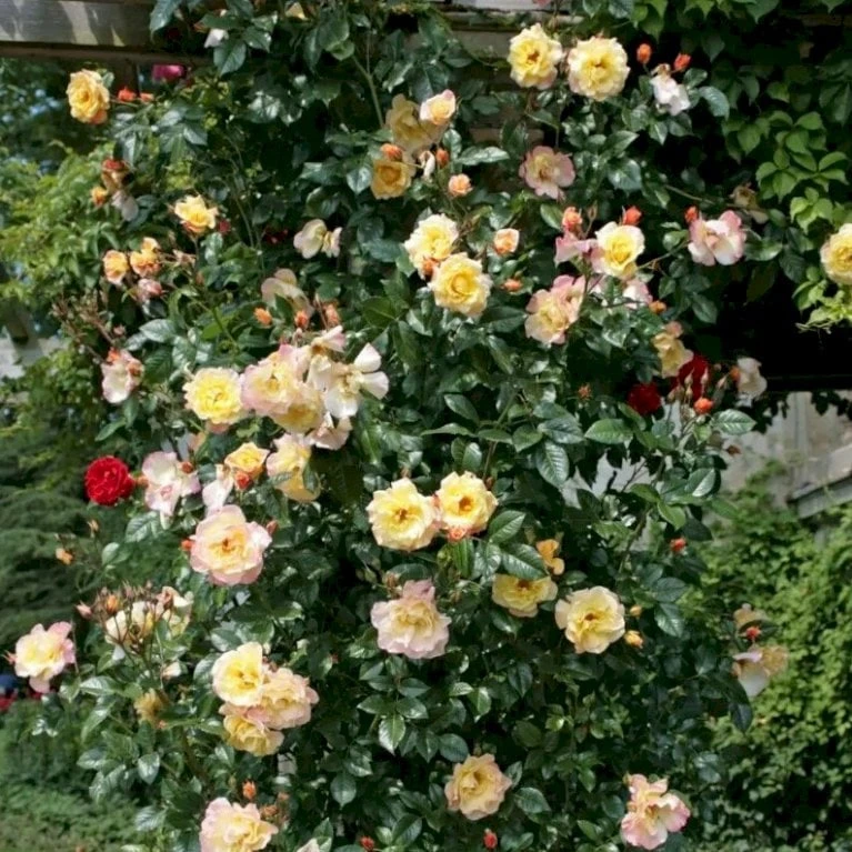 'Kordes Moonlight'® Rosa X 'Kordes Moonlight'® (Klatrerose) A-Kvalitet,- Barrods Roser Min. 3 Grene 4 'Kordes Moonlight'® Rosa X 'Kordes Moonlight'® (Klatrerose) A-Kvalitet,- Barrods Roser Min. 3 Grene - Billede 4