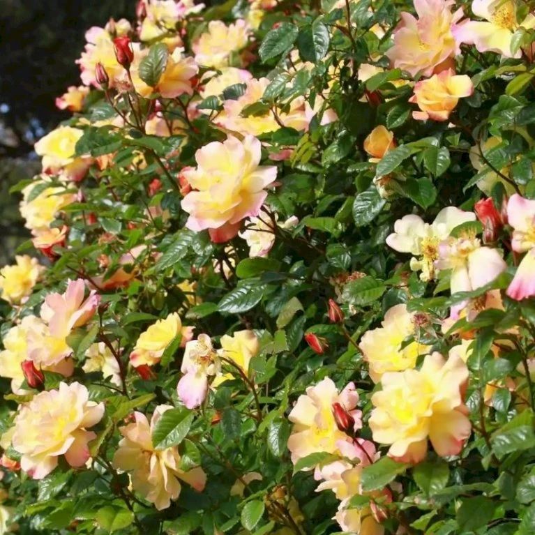 'Kordes Moonlight'® Rosa X 'Kordes Moonlight'® (Klatrerose) A-Kvalitet,- Barrods Roser Min. 3 Grene 5 'Kordes Moonlight'® Rosa X 'Kordes Moonlight'® (Klatrerose) A-Kvalitet,- Barrods Roser Min. 3 Grene - Billede 5