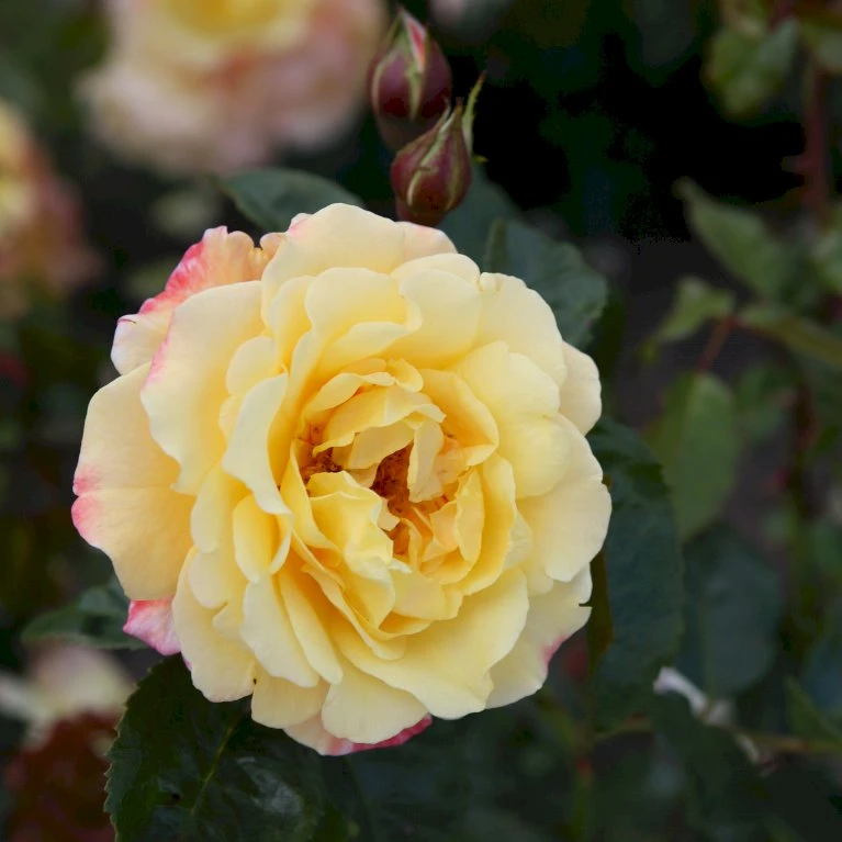 'Kordes Moonlight'® Rosa X 'Kordes Moonlight'® (Klatrerose) A-Kvalitet,- Barrods Roser Min. 3 Grene 6 'Kordes Moonlight'® Rosa X 'Kordes Moonlight'® (Klatrerose) A-Kvalitet,- Barrods Roser Min. 3 Grene - Billede 6
