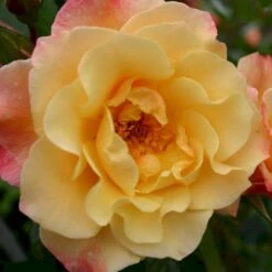 'Kordes Moonlight'® Rosa X 'Kordes Moonlight'® (Klatrerose) A-Kvalitet,- Barrods Roser Min. 3 Grene 14 'Kordes Moonlight'® Rosa X 'Kordes Moonlight'® (Klatrerose) A-Kvalitet,- Barrods Roser Min. 3 Grene -Sirius Butik p37641 53613 rosa x kordes moonlight klatrerose 6415