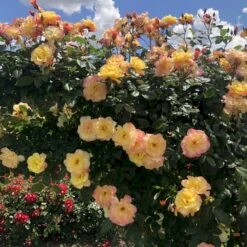 'Kordes Moonlight'® Rosa X 'Kordes Moonlight'® (Klatrerose) A-Kvalitet,- Barrods Roser Min. 3 Grene 15 'Kordes Moonlight'® Rosa X 'Kordes Moonlight'® (Klatrerose) A-Kvalitet,- Barrods Roser Min. 3 Grene -Sirius Butik p37641 53614 rosa x kordes moonlight klatrerose b3a2