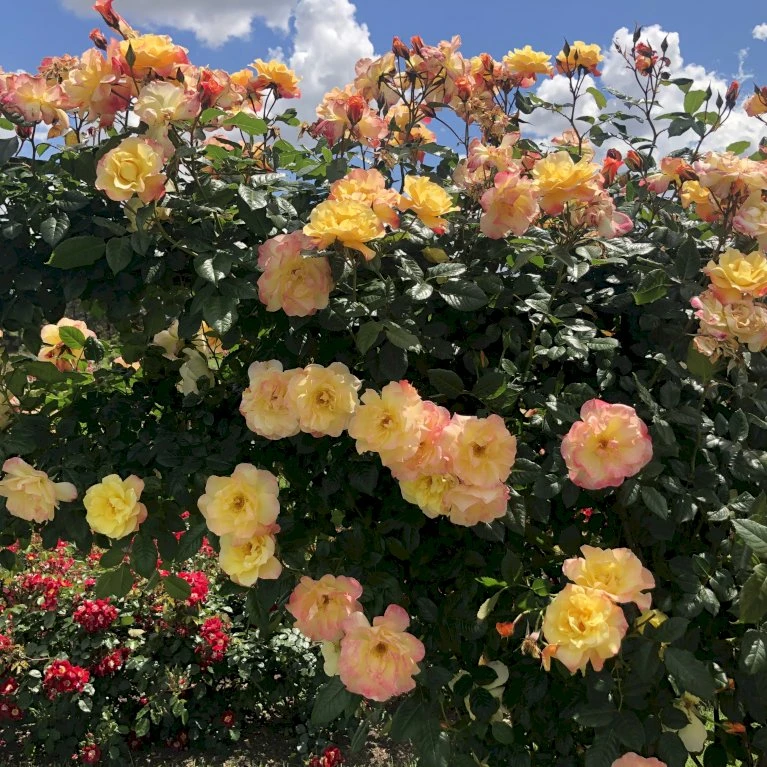 'Kordes Moonlight'® Rosa X 'Kordes Moonlight'® (Klatrerose) A-Kvalitet,- Barrods Roser Min. 3 Grene 8 'Kordes Moonlight'® Rosa X 'Kordes Moonlight'® (Klatrerose) A-Kvalitet,- Barrods Roser Min. 3 Grene - Billede 8