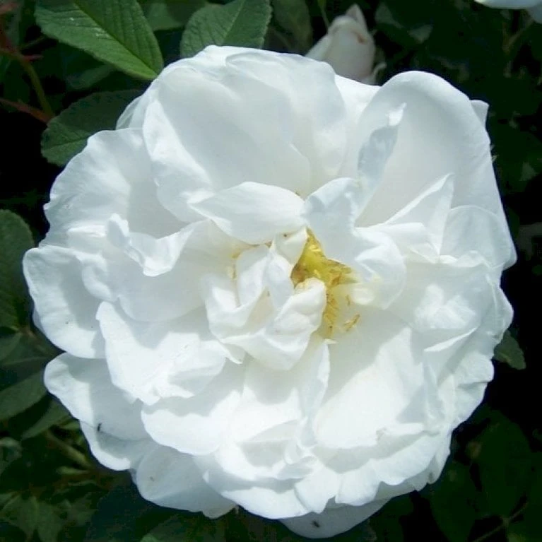 Rynket Rose 'Lac Majeau' Rosa Rugosa 'Lac Majeau' A-Kvalitet,- Barrods Roser Min. 3 Grene 1 Rynket Rose 'Lac Majeau' Rosa Rugosa 'Lac Majeau' A-Kvalitet,- Barrods Roser Min. 3 Grene