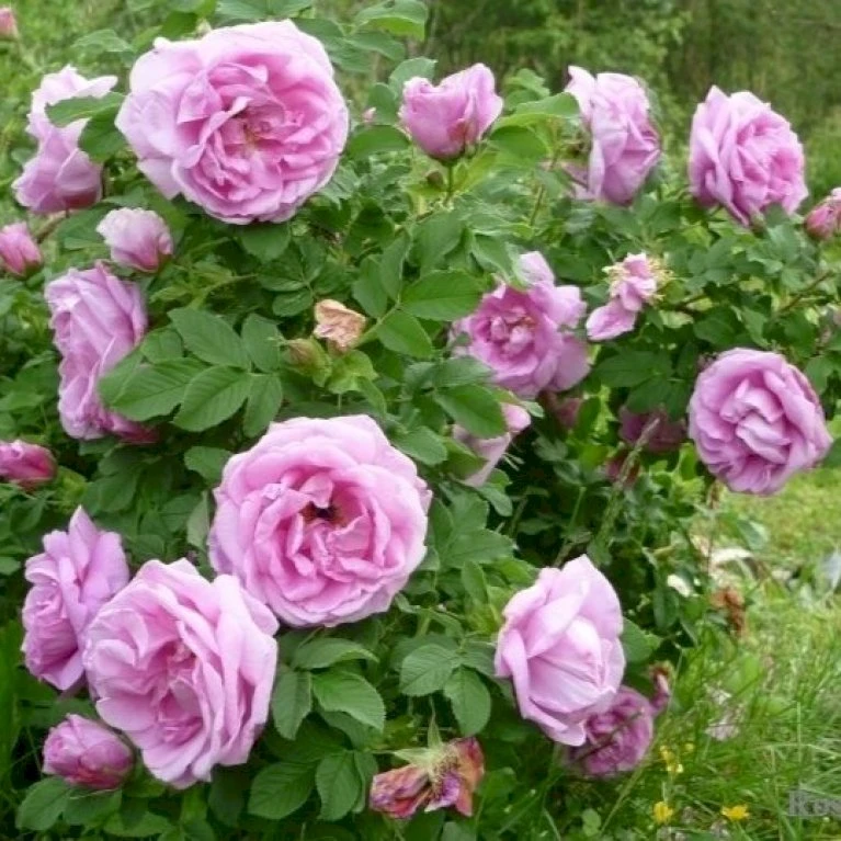 Rynket Rose 'Wasagaming' Rosa Rugosa 'Wasagaming' (Buskrose) A-Kvalitet,- Barrods Roser Min. 3 Grene 1 Rynket Rose 'Wasagaming' Rosa Rugosa 'Wasagaming' (Buskrose) A-Kvalitet,- Barrods Roser Min. 3 Grene
