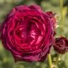 'Astrid Gräfin Von Hardenberg'® Rosa X 'Astrid Gräfin Von Hardenberg'® (Buskrose) A-Kvalitet,- Barrods Roser Min. 3 Grene