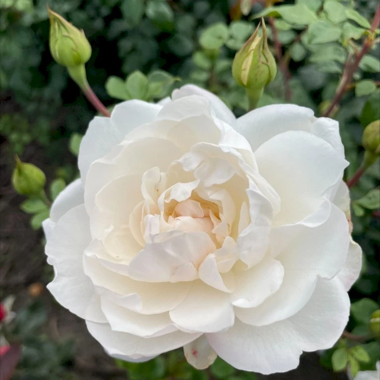 'Crazy In Love Pure'™ Rosa X 'Crazy In Love Pure'™ (Slyngrose) A-Kvalitet,- Barrods Roser Min. 3 Grene 3 'Crazy In Love Pure'™ Rosa X 'Crazy In Love Pure'™ (Slyngrose) A-Kvalitet,- Barrods Roser Min. 3 Grene - Billede 3