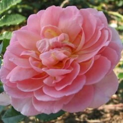 'Emelie' Rosa Kordesii 'Emelie' (Klatrerose) A-Kvalitet,- Barrods Roser Min. 3 Grene