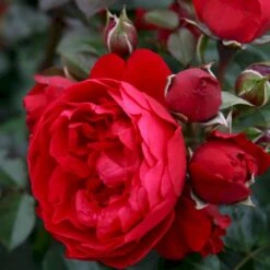 'Florentina'® Rosa X 'Florentina'® (Klatrerose) A-Kvalitet,- Barrods Roser Min. 3 Grene -Sirius Butik p37654 53565 rosa x florentina klatrerose ef5e