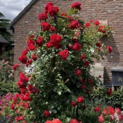 'Florentina'® Rosa X 'Florentina'® (Klatrerose) A-Kvalitet,- Barrods Roser Min. 3 Grene -Sirius Butik p37654 53567 rosa x florentina klatrerose b0d5