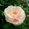 'Kir Royal' Rosa X 'Kir Royal' (Slyngrose) A-Kvalitet,- Barrods Roser Min. 3 Grene