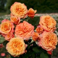 'La Villa Cotta'® Rosa X 'La Villa Cotta'® (Buketrose) A-Kvalitet,- Barrods Roser Min. 3 Grene -Sirius Butik p37657 53592 rosa x la villa cotta buskrose 6518