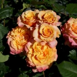 'La Villa Cotta'® Rosa X 'La Villa Cotta'® (Buketrose) A-Kvalitet,- Barrods Roser Min. 3 Grene -Sirius Butik p37657 53593 rosa x la villa cotta buskrose f929