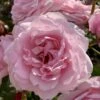 'Our First Summer'™ Rosa X 'Our First Summer'™ (Slyngrose) A-Kvalitet,- Barrods Roser Min. 3 Grene