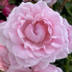 'Our First Summer'™ Rosa X 'Our First Summer'™ (Slyngrose) A-Kvalitet,- Barrods Roser Min. 3 Grene -Sirius Butik p37659 53261 rosa x our first summer slyngrose 59ef